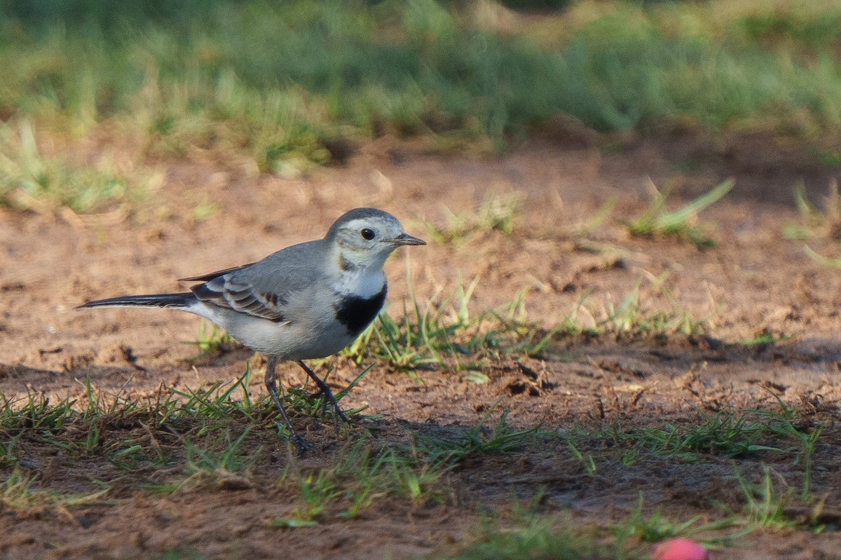 White Wagtail - ML613795818