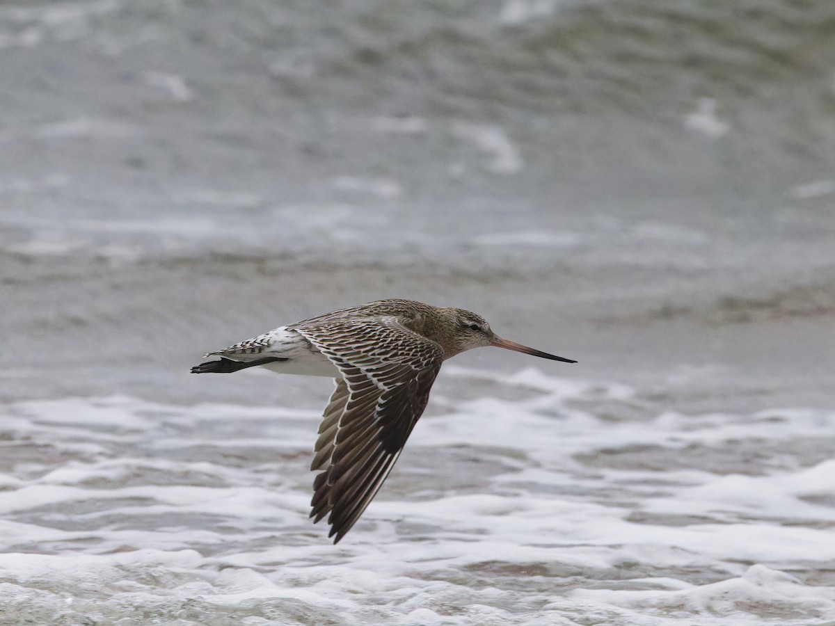 Bar-tailed Godwit - ML613795824