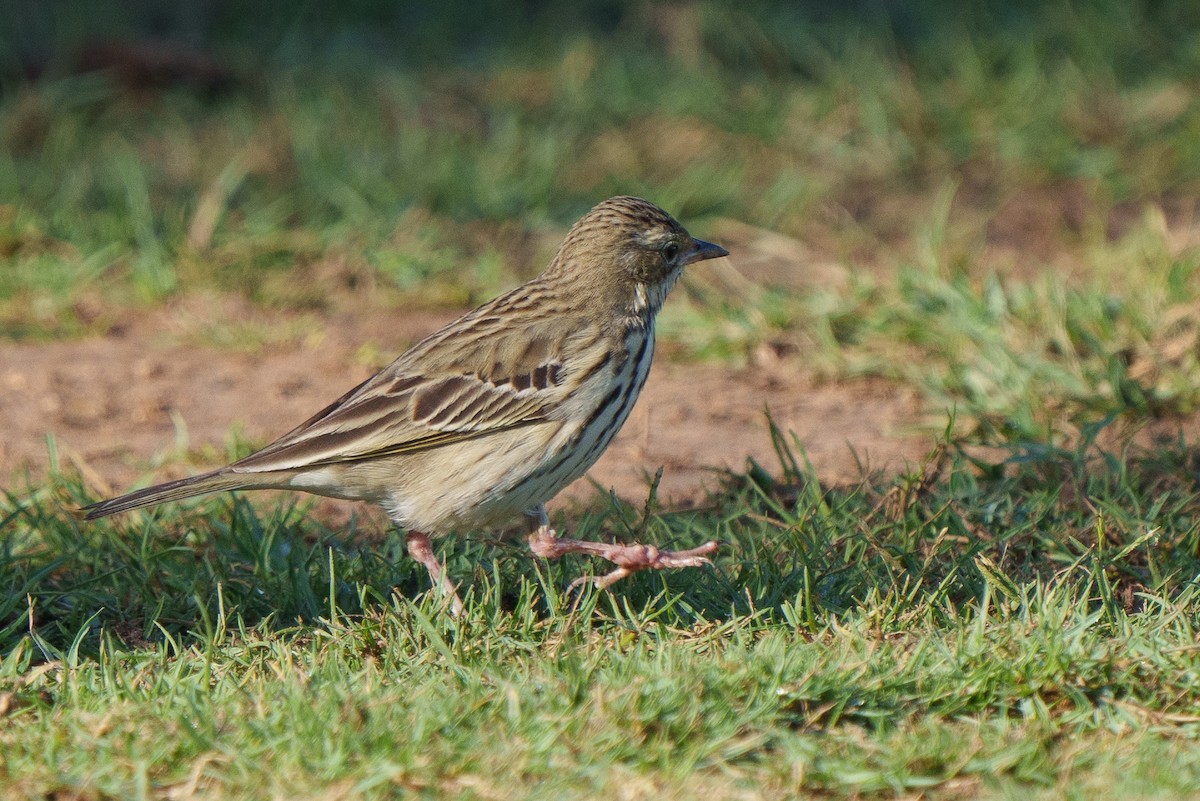 Tree Pipit - ML613795827