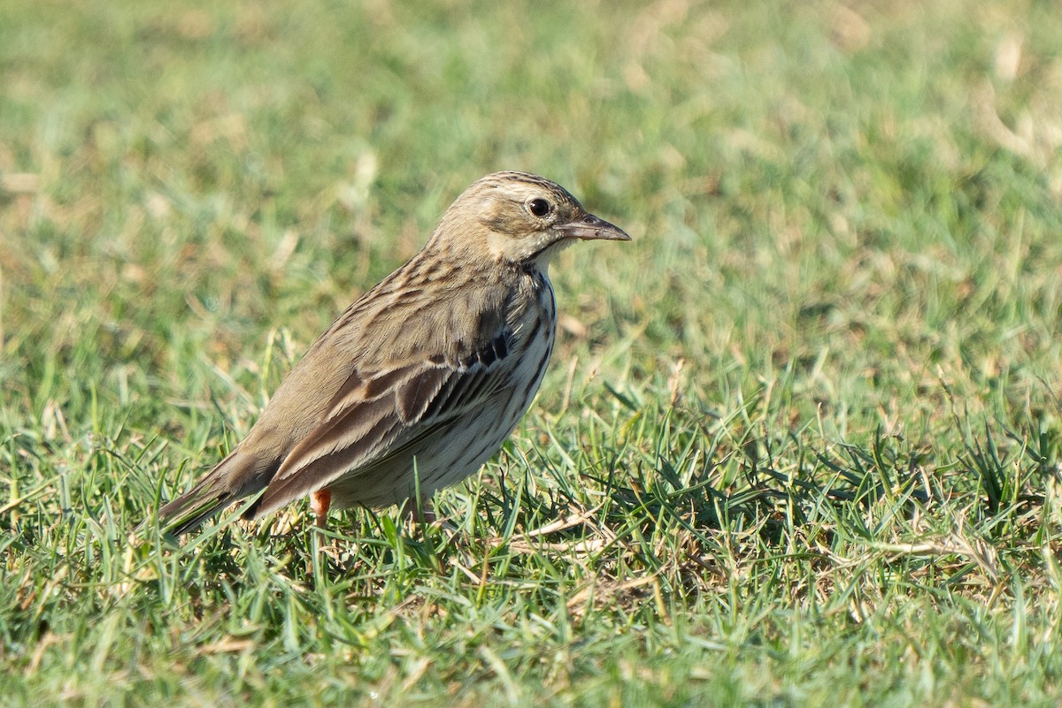 Tree Pipit - ML613795828