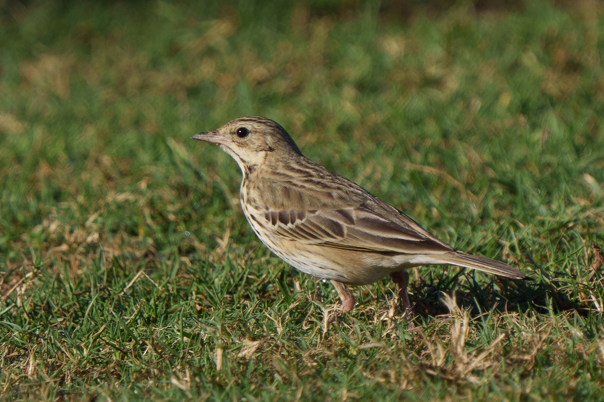 Tree Pipit - ML613795829