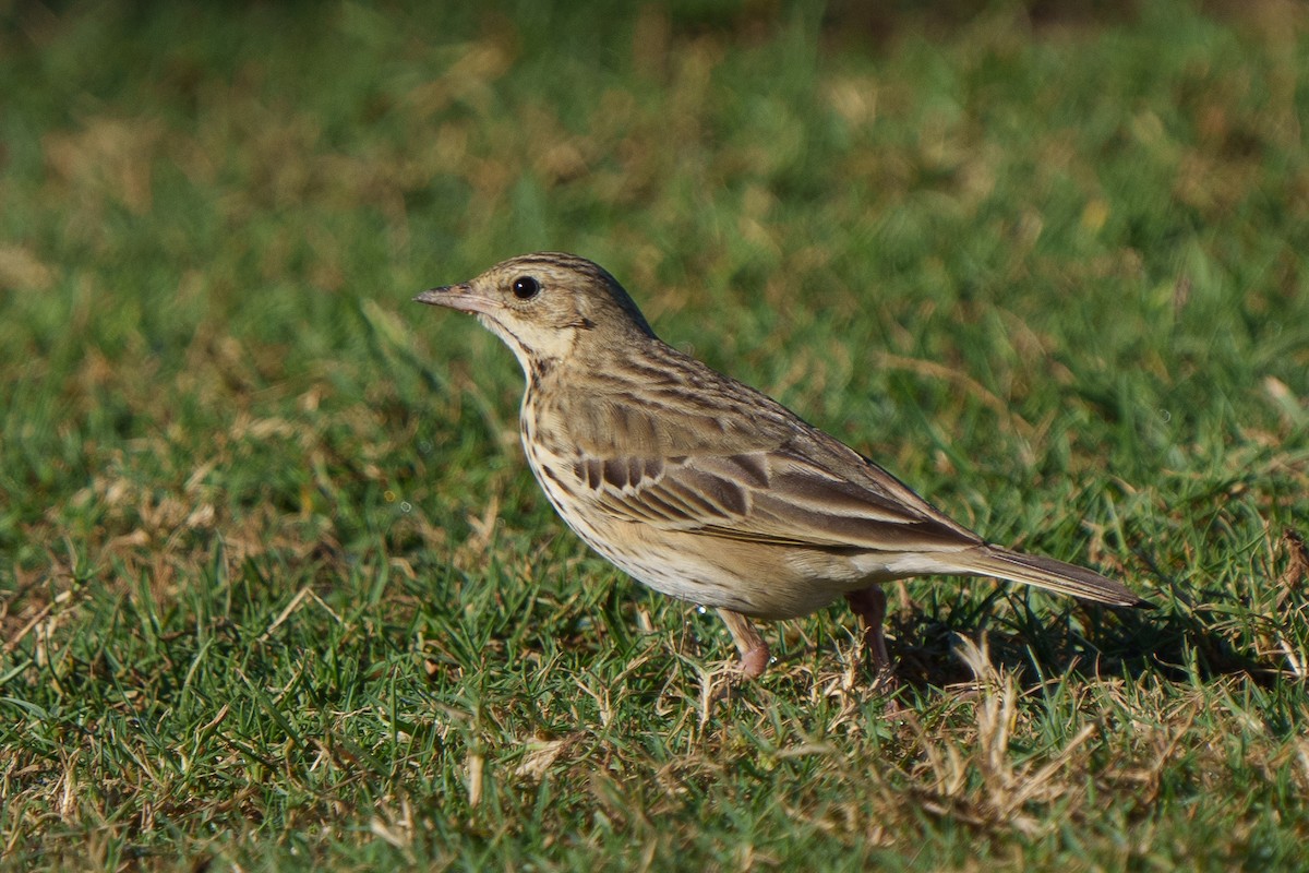 Tree Pipit - ML613795829