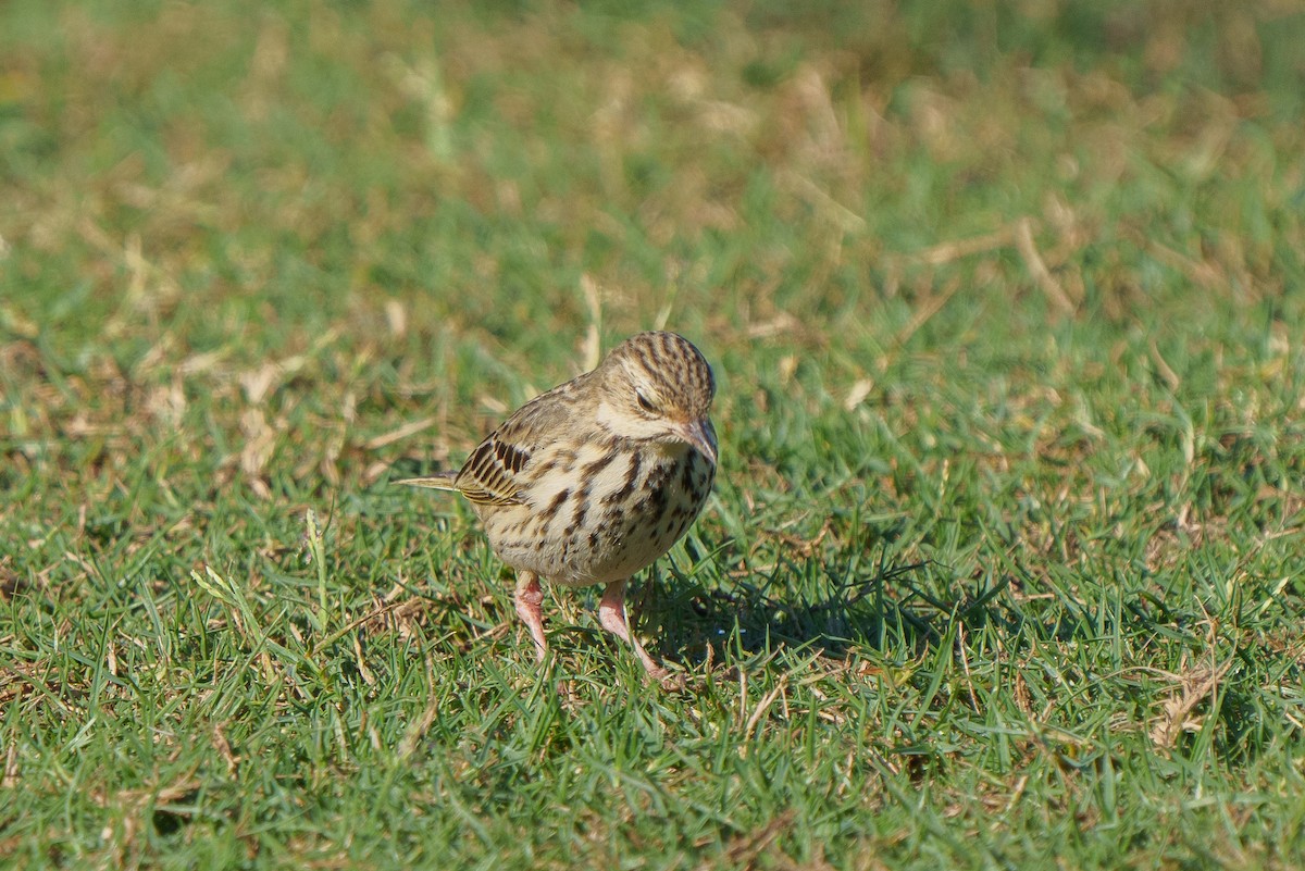 Tree Pipit - ML613795832