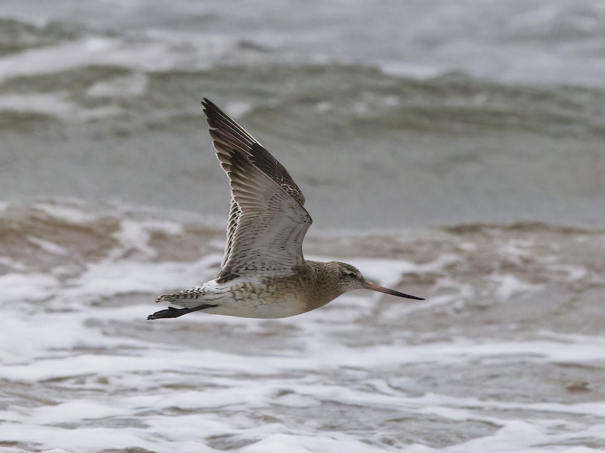 Bar-tailed Godwit - ML613795834