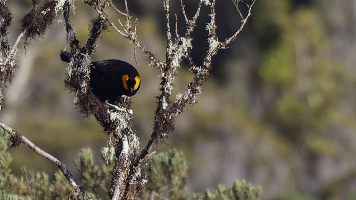 Macgregor's Honeyeater - Robert Tizard