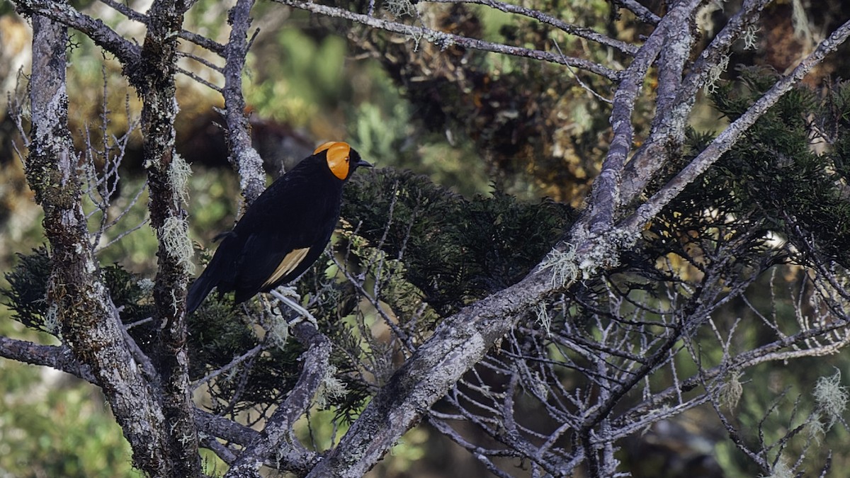 gulskjermhonningeter - ML613795845