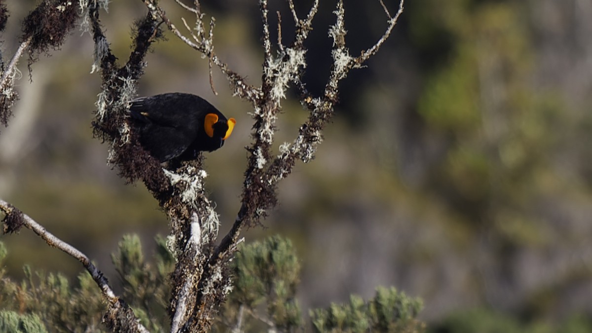 gulskjermhonningeter - ML613795846