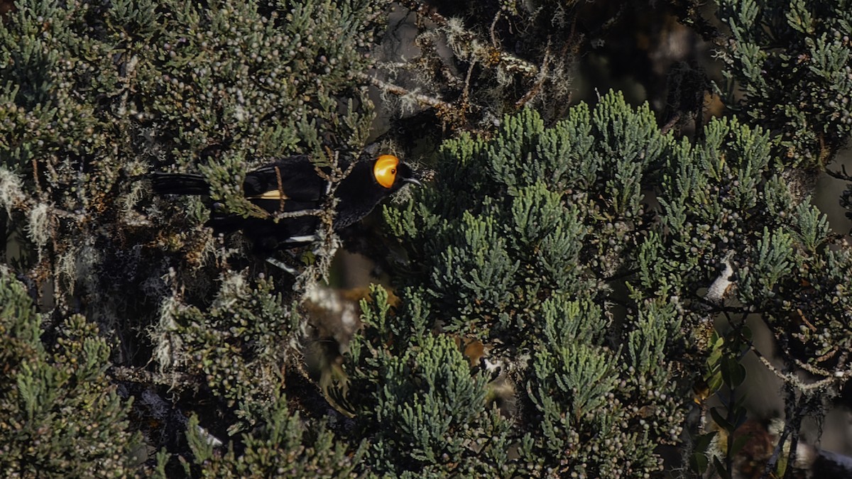 Macgregor's Honeyeater - ML613795847