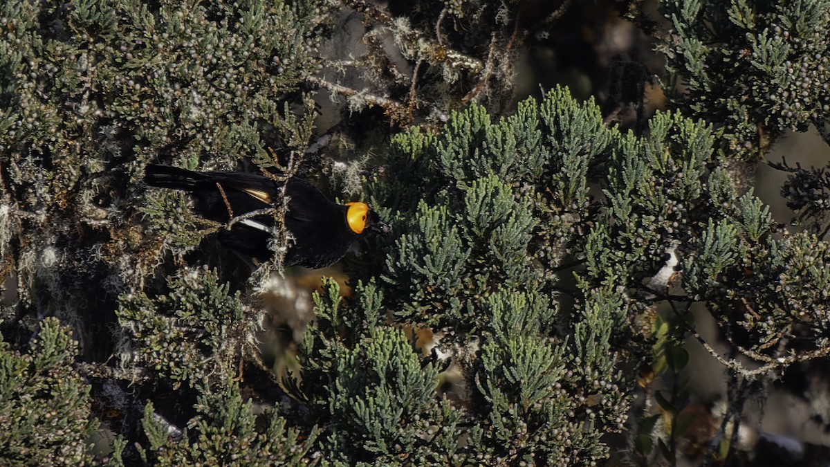 gulskjermhonningeter - ML613795848