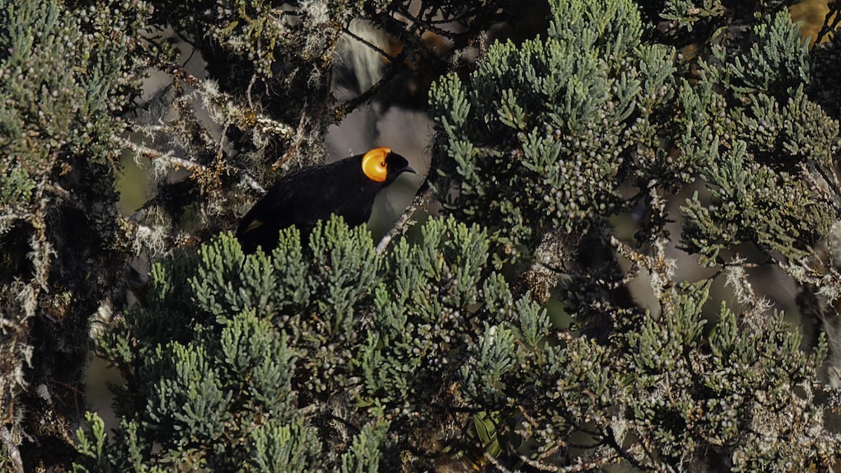 Macgregor's Honeyeater - ML613795849