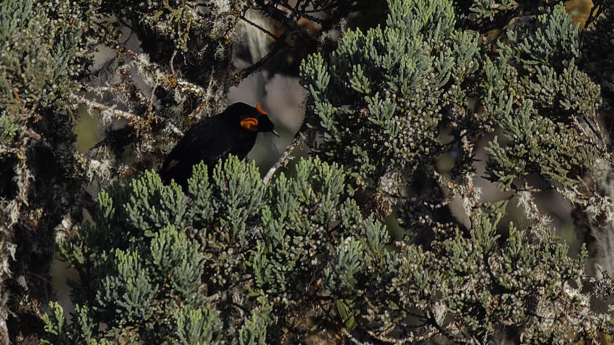 gulskjermhonningeter - ML613795850