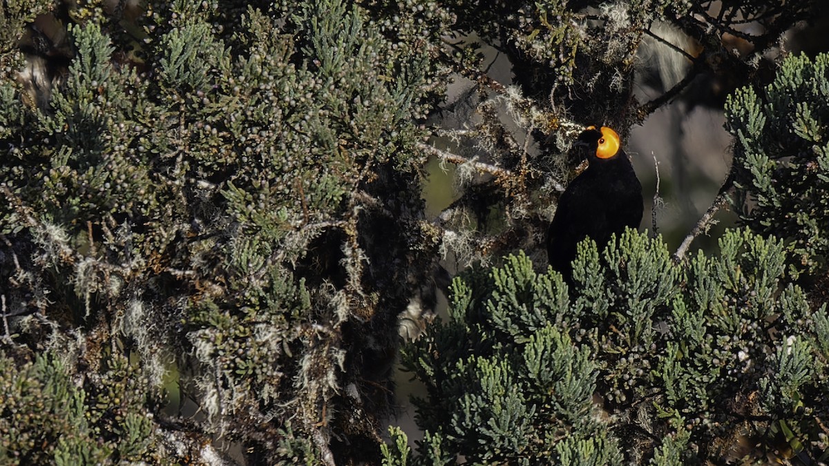 gulskjermhonningeter - ML613795851