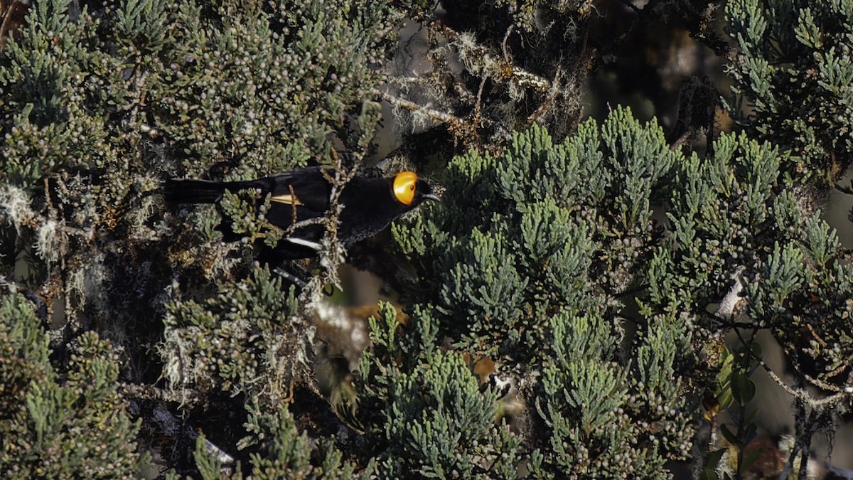 gulskjermhonningeter - ML613795852