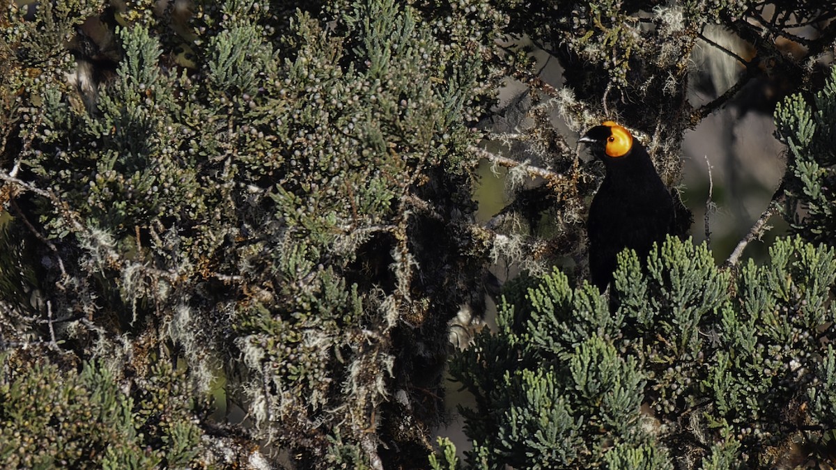 Macgregor's Honeyeater - ML613795853