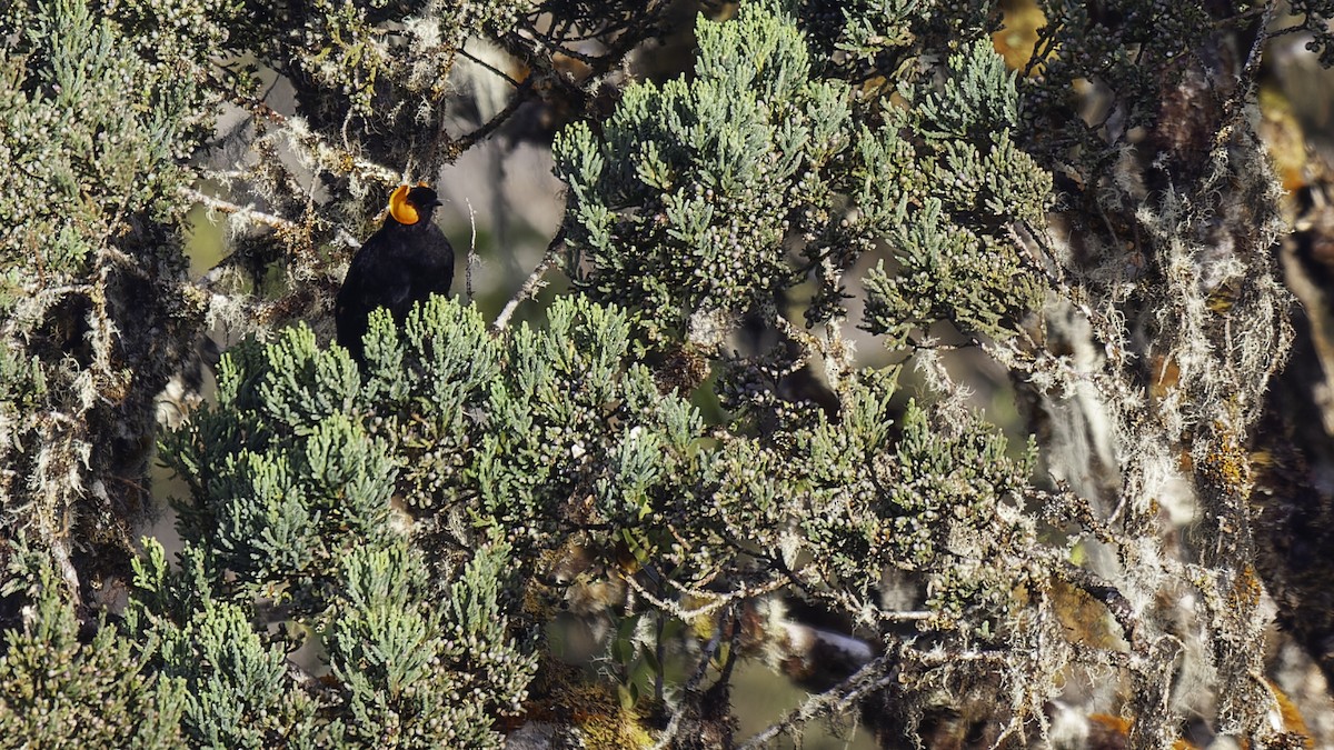 gulskjermhonningeter - ML613795854