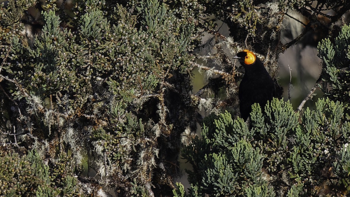 gulskjermhonningeter - ML613795856