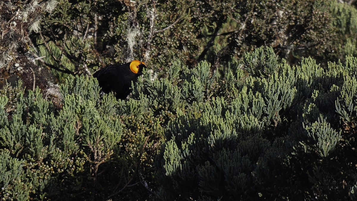 gulskjermhonningeter - ML613795857