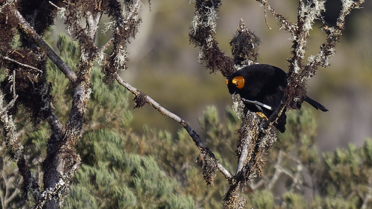 gulskjermhonningeter - ML613795859