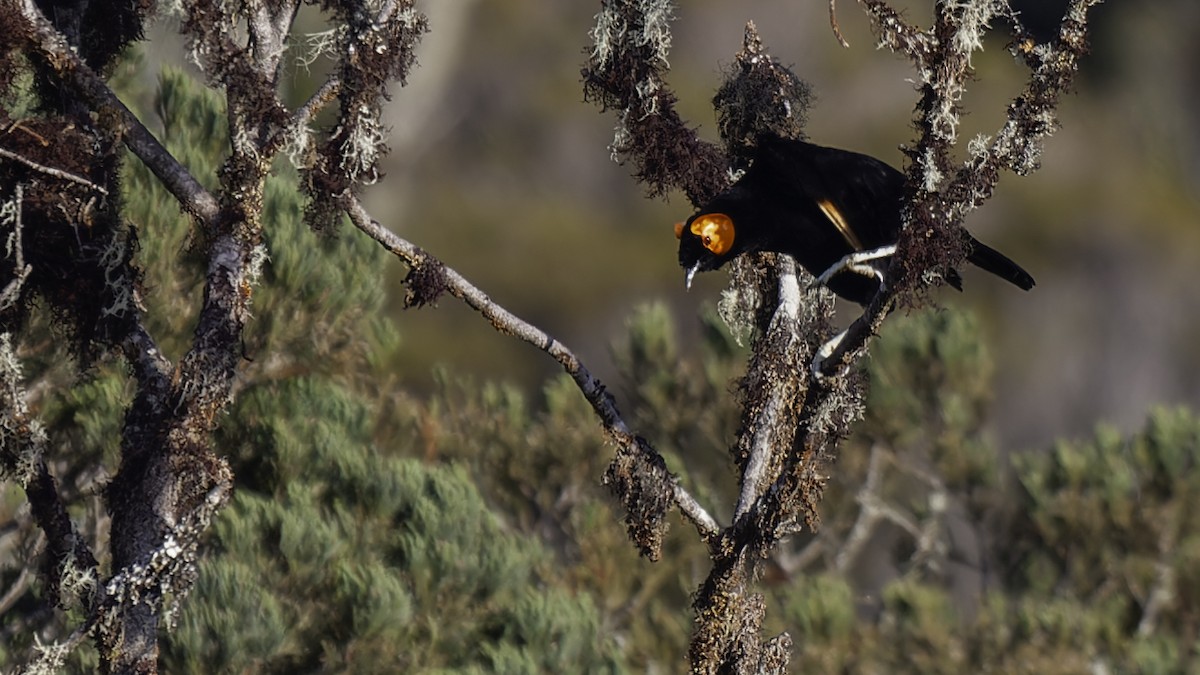 gulskjermhonningeter - ML613795860