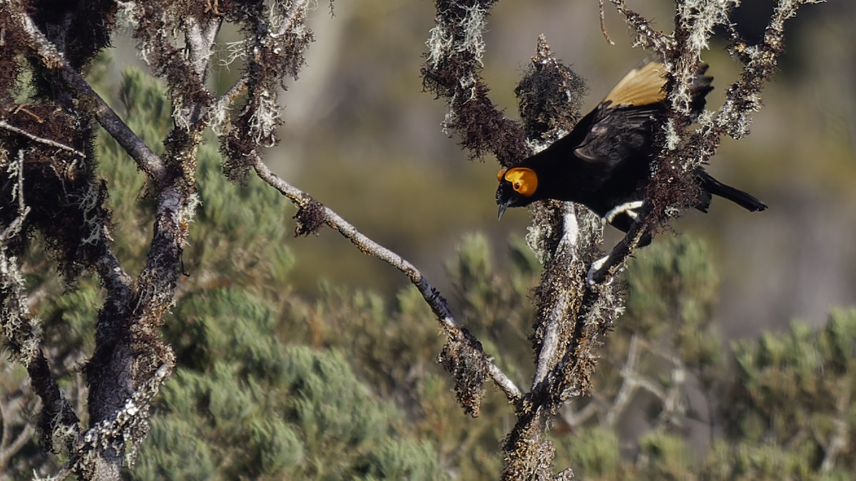 Macgregor's Honeyeater - ML613795861