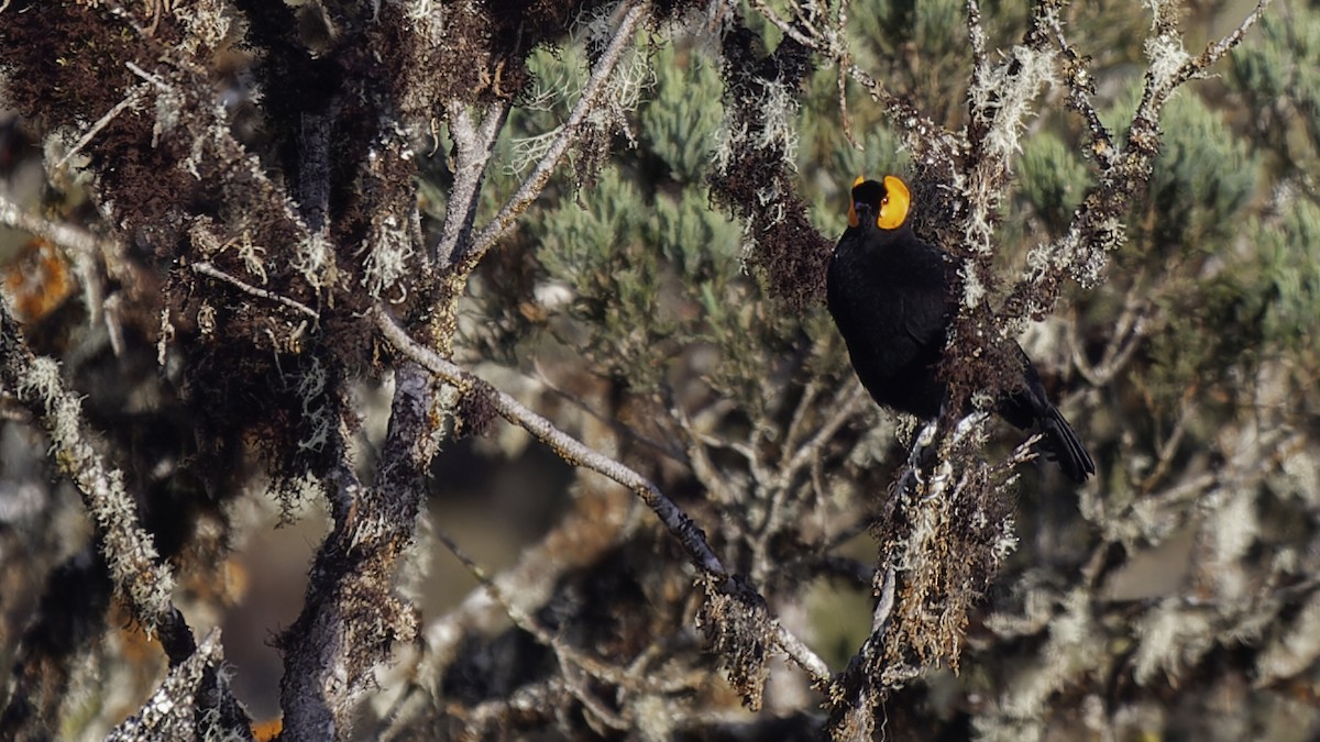 gulskjermhonningeter - ML613795862