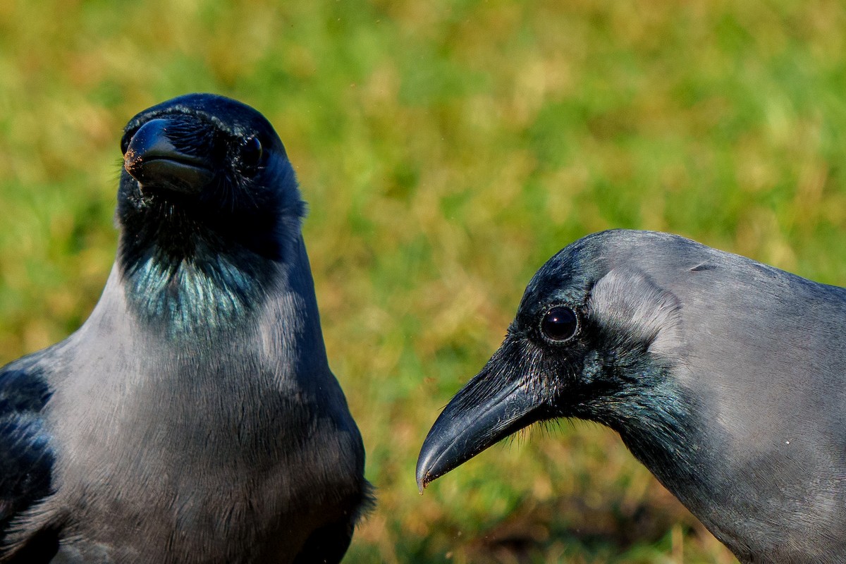 House Crow - ML613795881