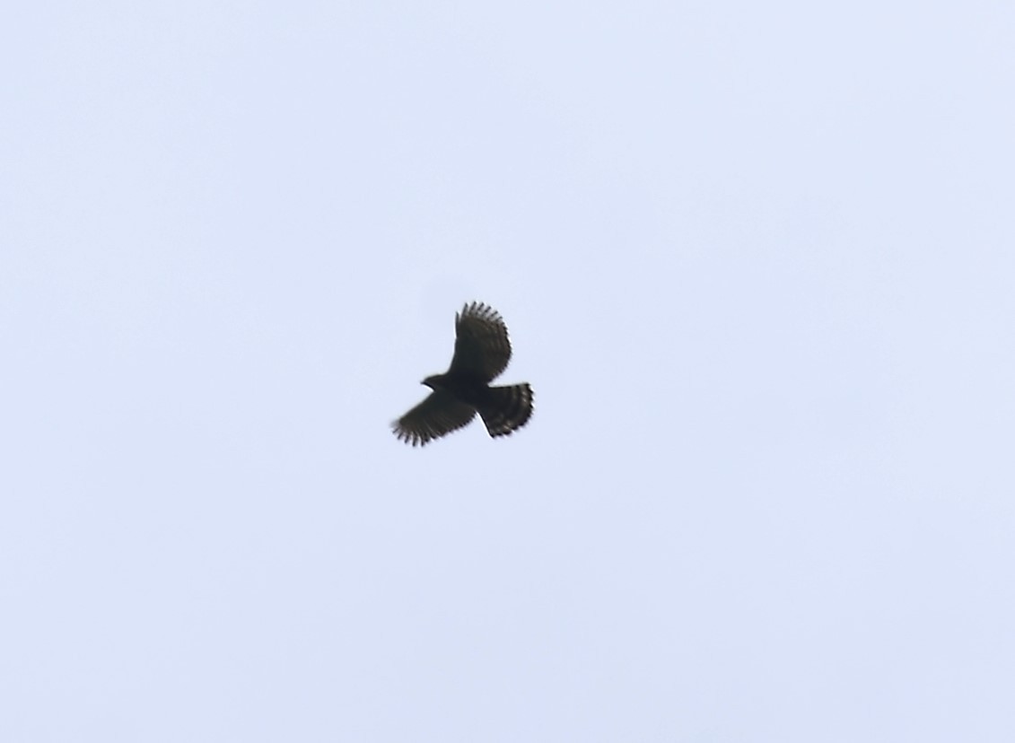 Ornate Hawk-Eagle - Gregg Hitchings