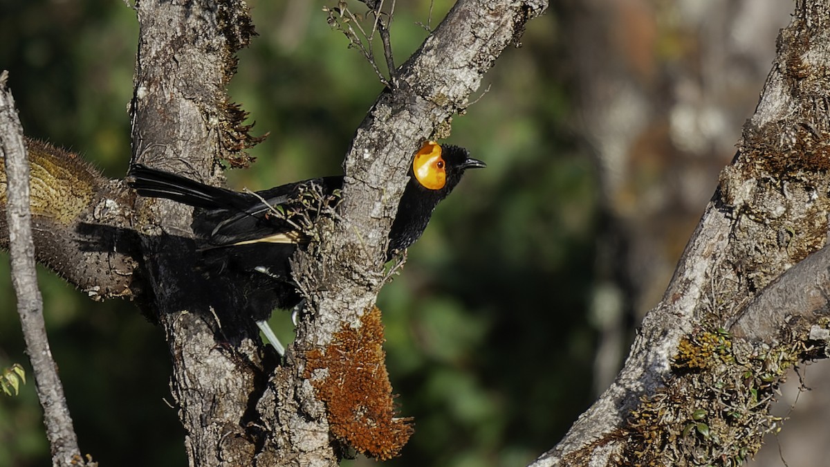 gulskjermhonningeter - ML613795926