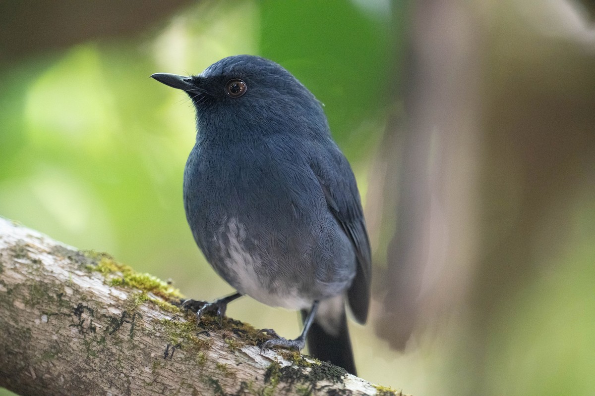 White-bellied Sholakili - ML613796138