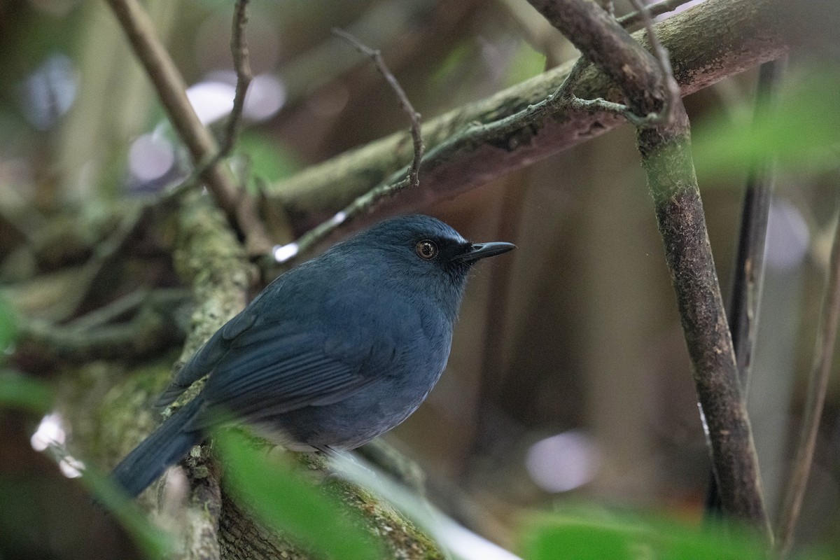 White-bellied Sholakili - ML613796139