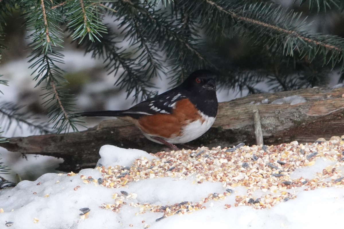 Spotted Towhee - Patty Rose