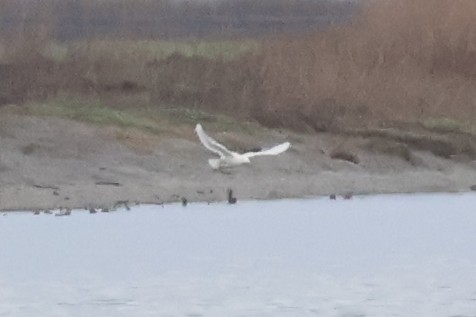 Glaucous Gull - ML613796265