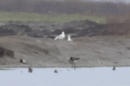 Glaucous Gull - Eric Cameron