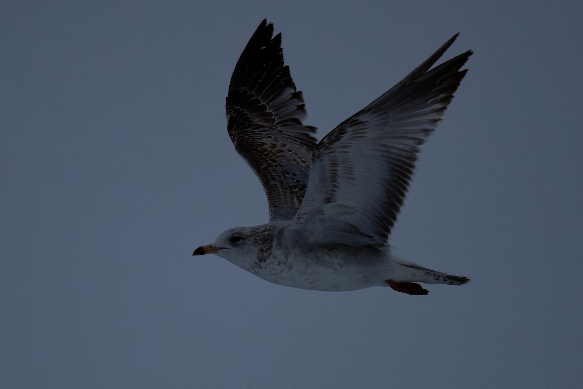 Ring-billed Gull - ML613796291