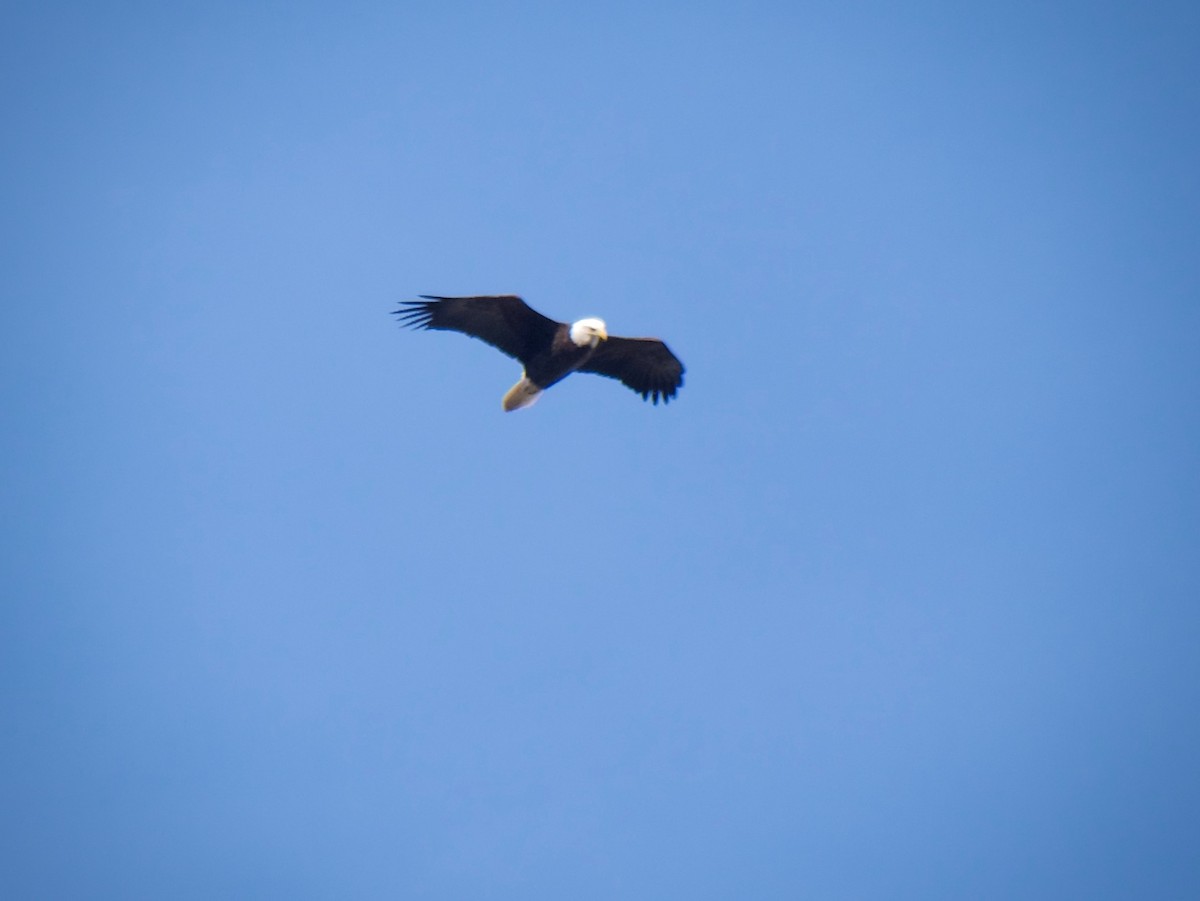 Bald Eagle - ML613796303