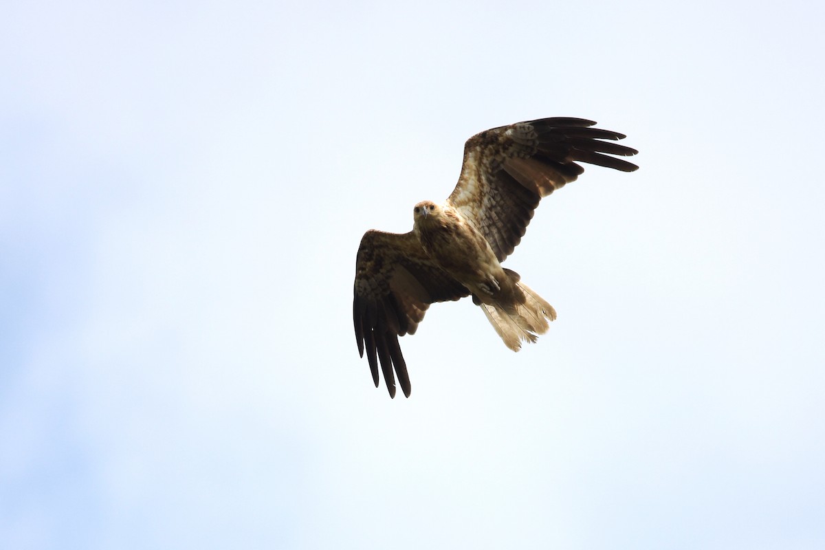 Whistling Kite - ML613796358