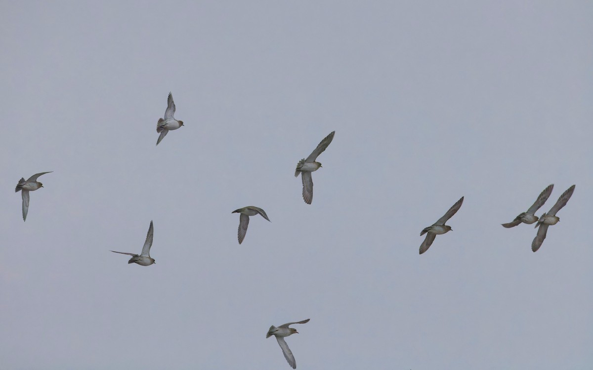 European Golden-Plover - Angus Wilson