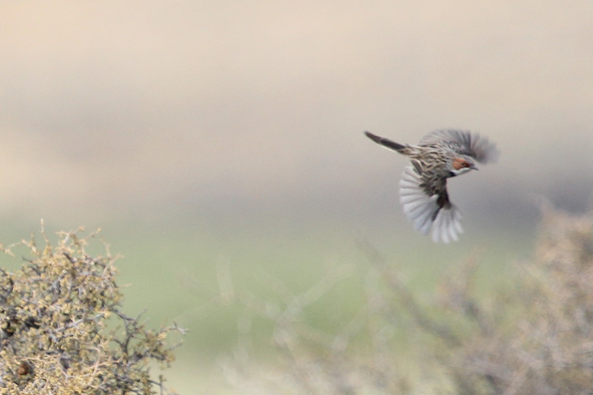 Rufous-eared Warbler - ML613796370