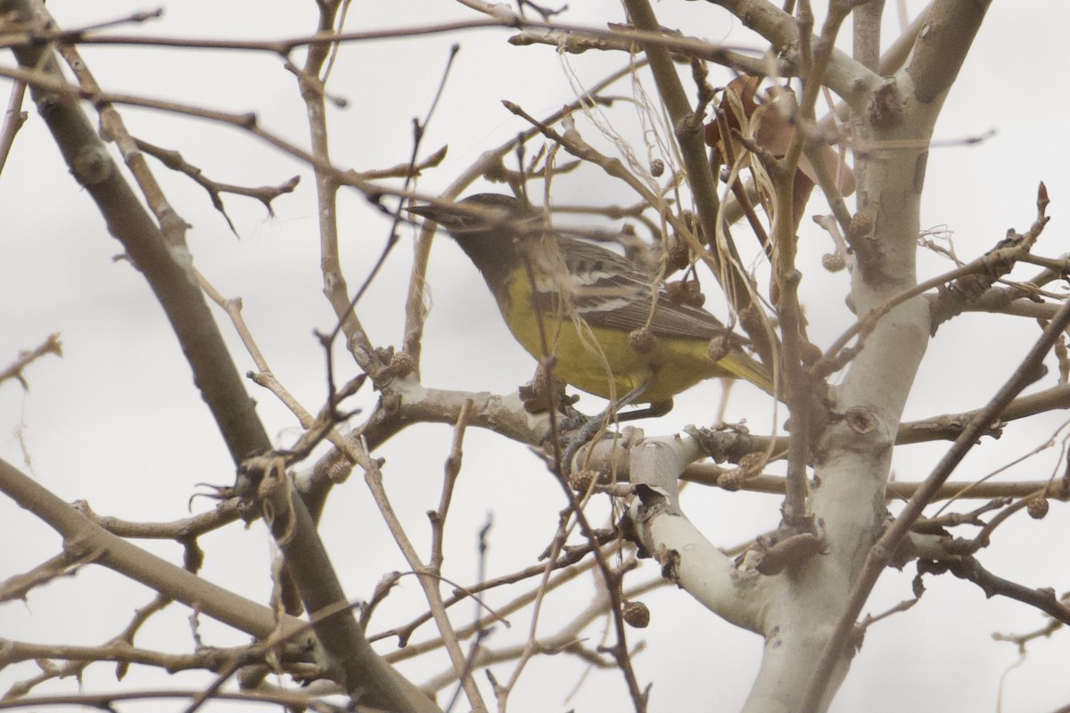 Oriole jaune-verdâtre - ML613796372