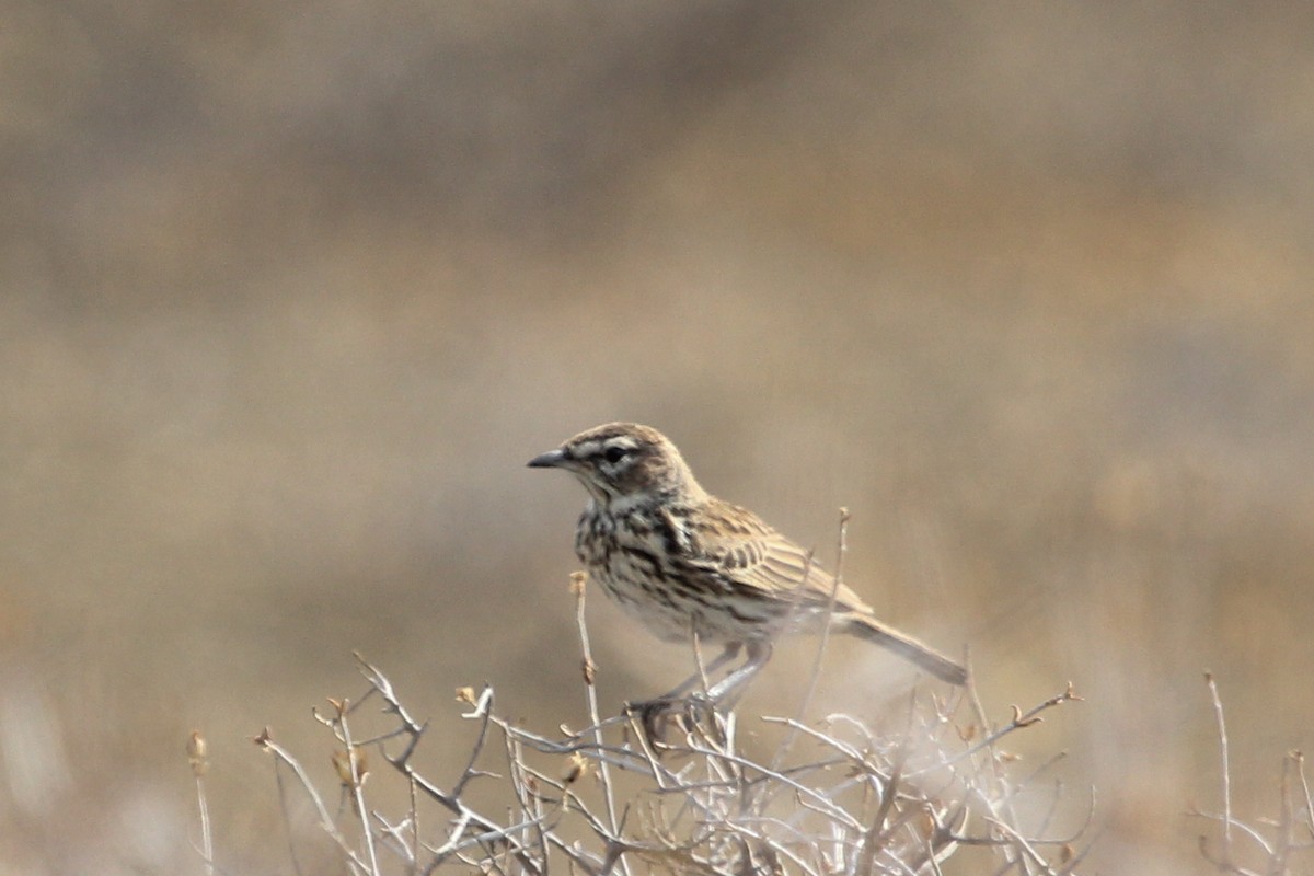 Karoo Lark - Ian Rijsdijk