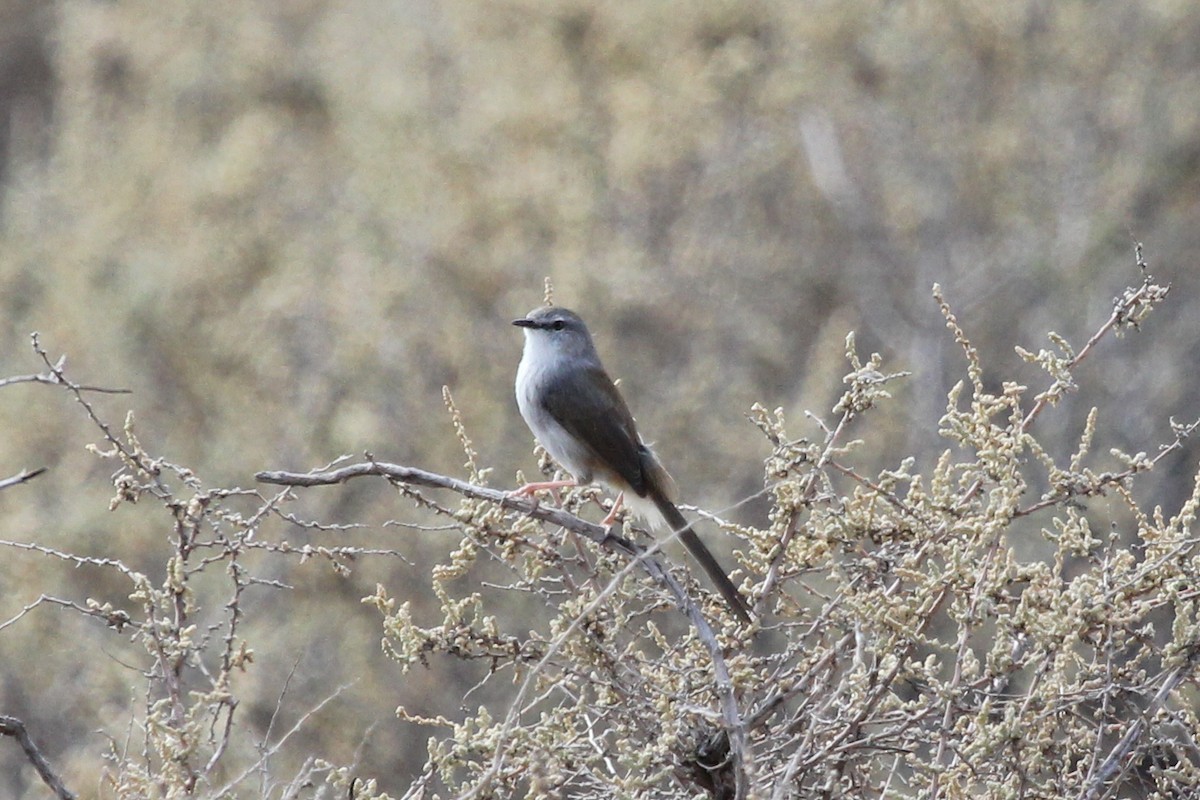 Prinia Namaqua - ML613796452