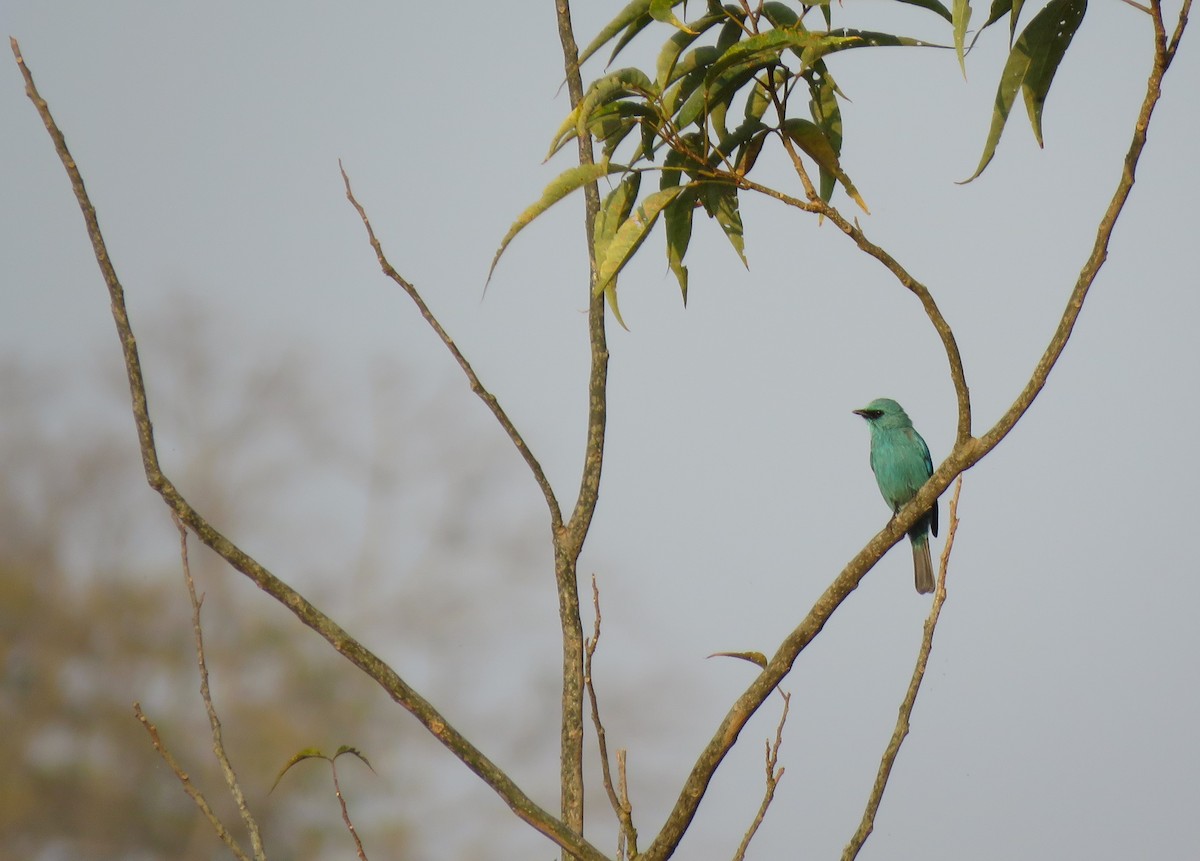 Verditer Flycatcher - Bram Piot