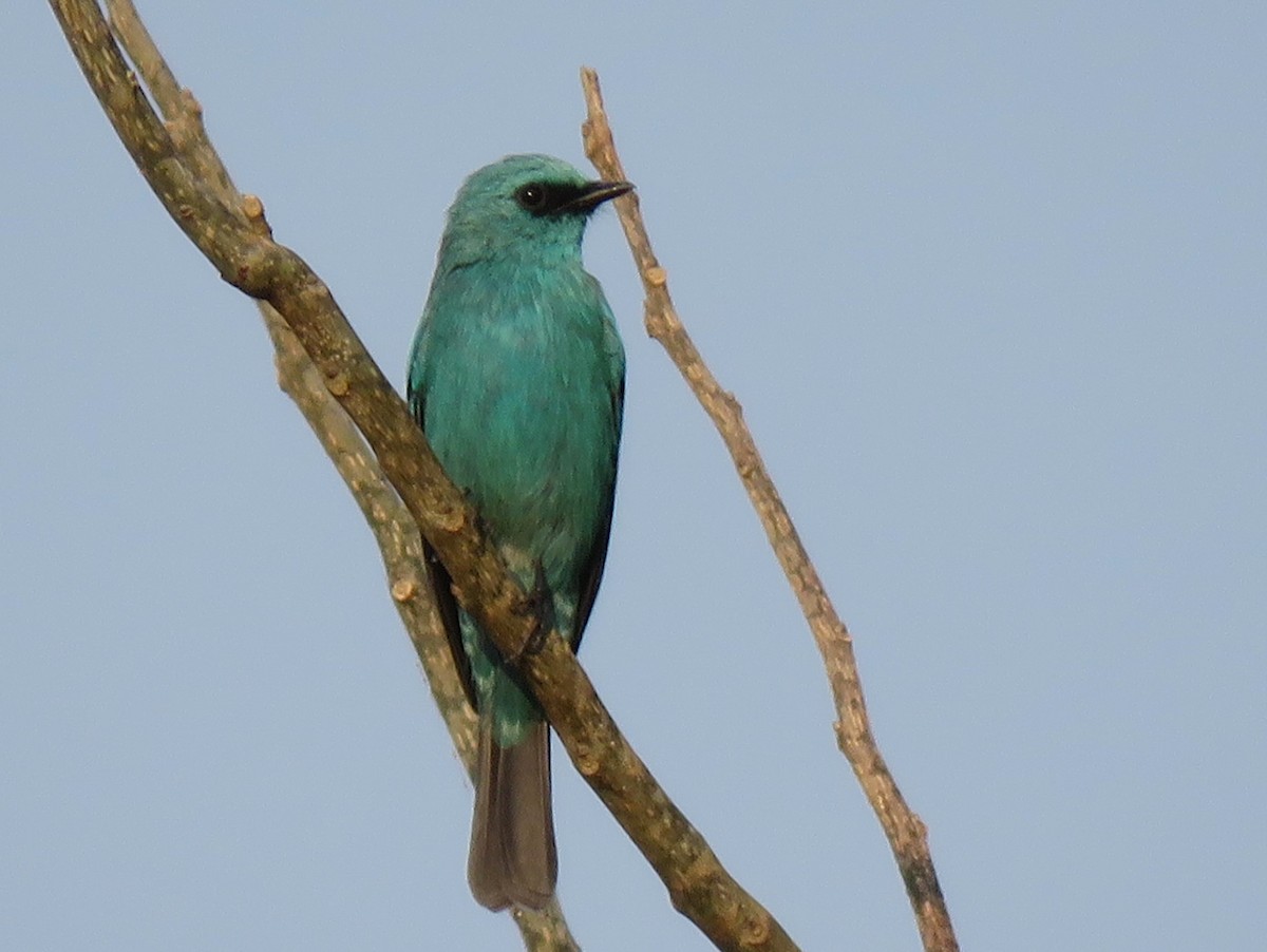 Verditer Flycatcher - Bram Piot