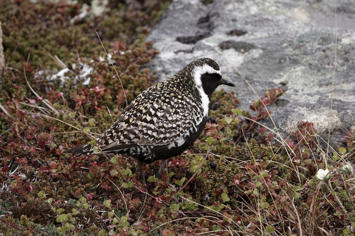 Pacific Golden-Plover - ML613796569