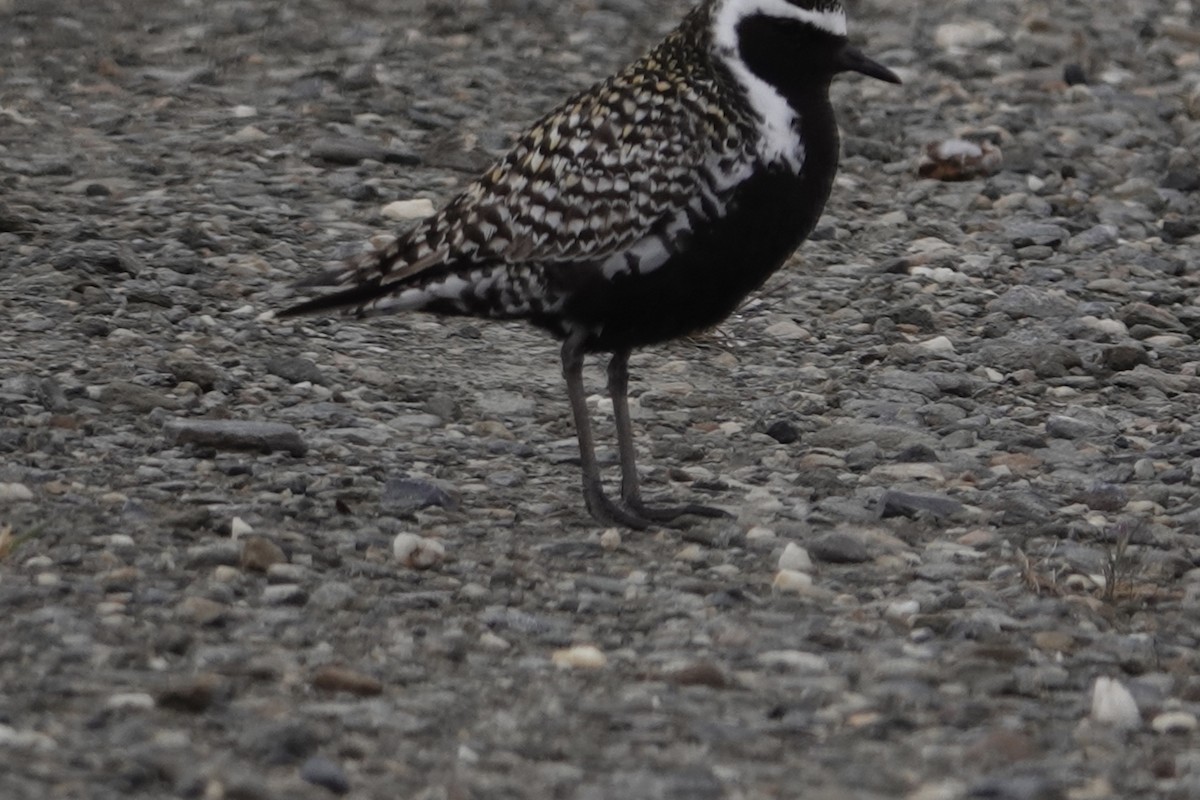 Pacific Golden-Plover - ML613796589