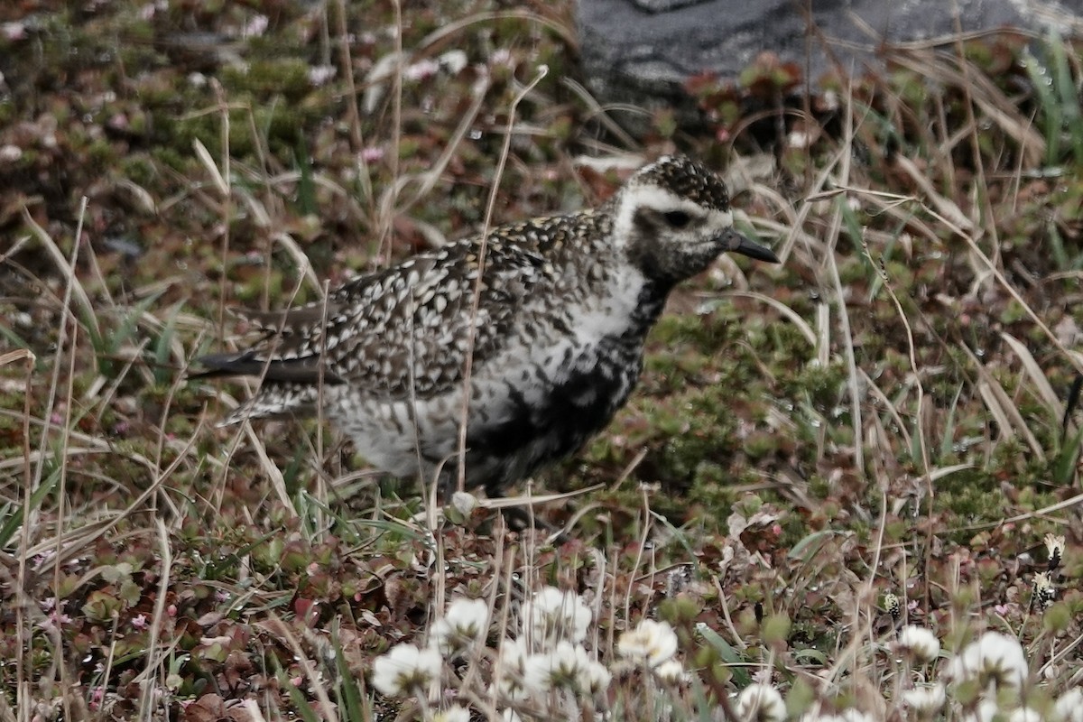 Pacific Golden-Plover - ML613796590