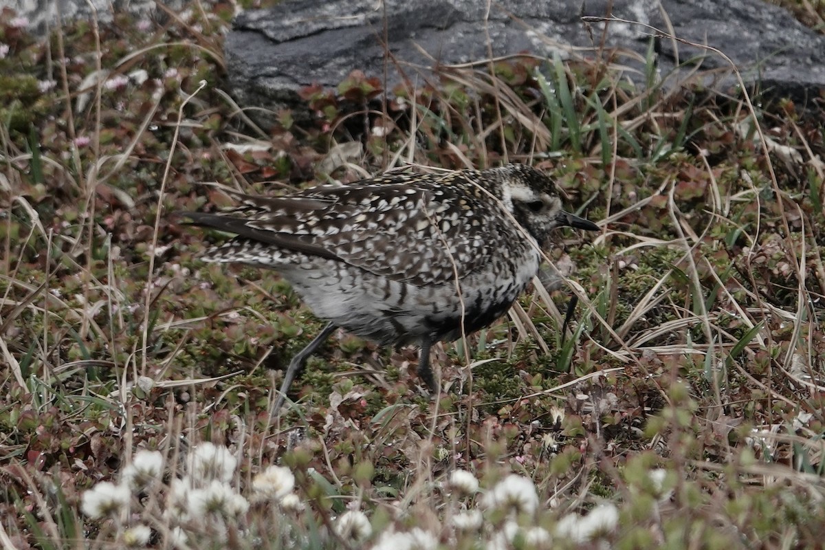 Pacific Golden-Plover - ML613796595