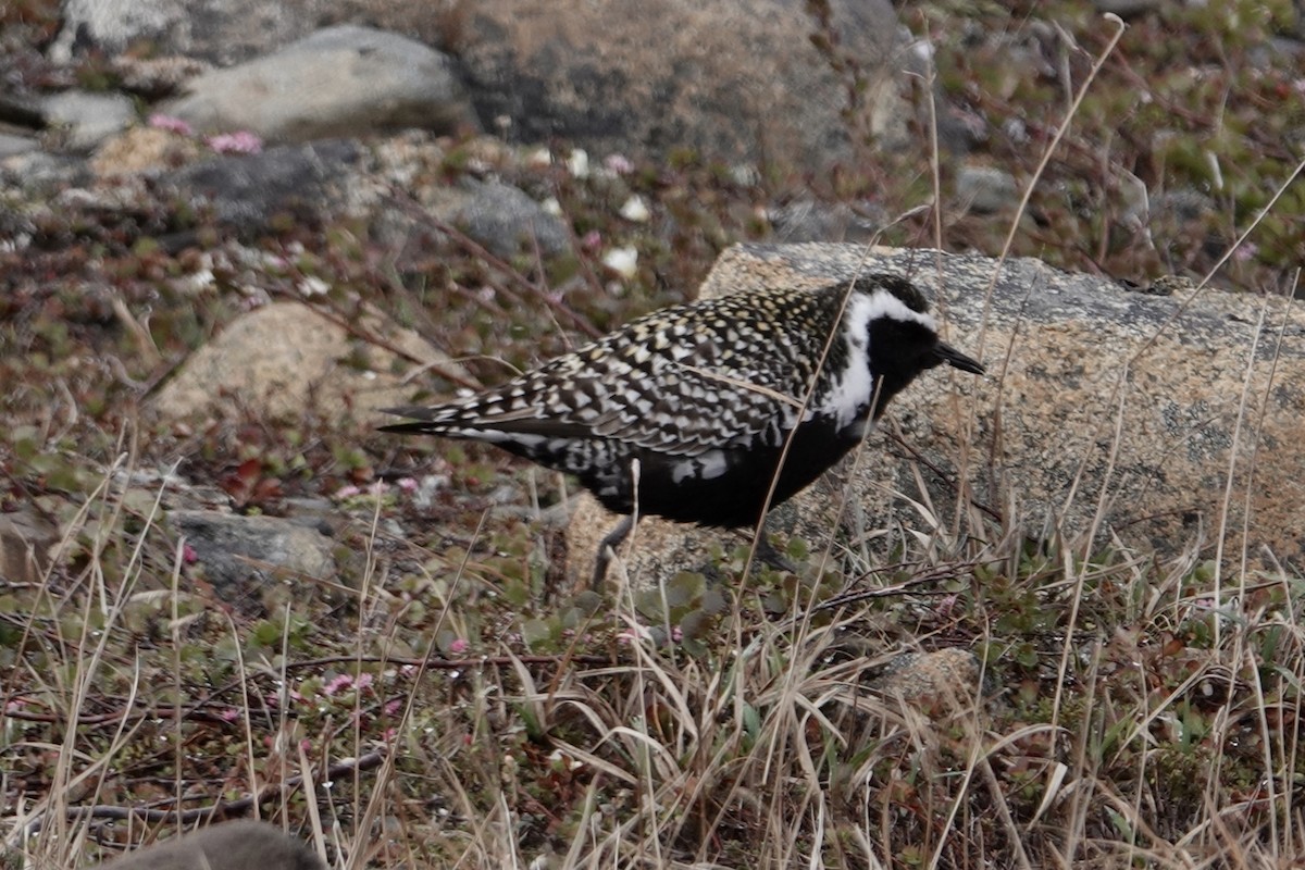 Pacific Golden-Plover - ML613796596