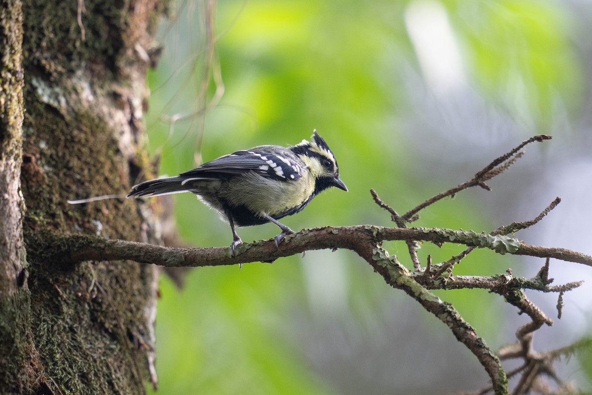 Indian Yellow Tit - ML613796644