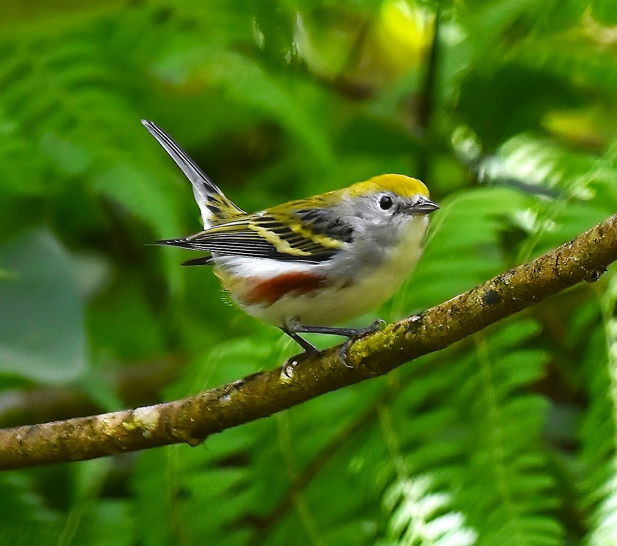 Chestnut-sided Warbler - Gregg Hitchings